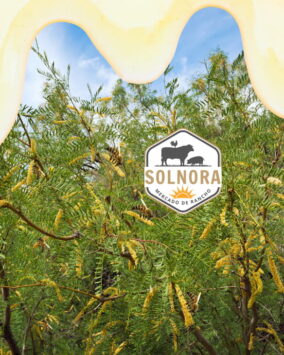 Solnora